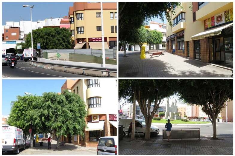 Los árboles de La Barranquera requieren una poda y desinfección de manera urgente (Foto TA)